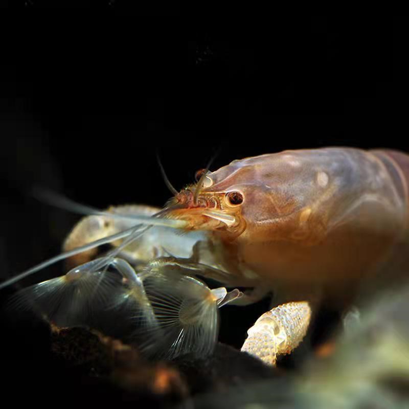 鱼官儿淡水非洲巨人网球虾木纹网球虾非洲巨网观赏虾除藻工具虾