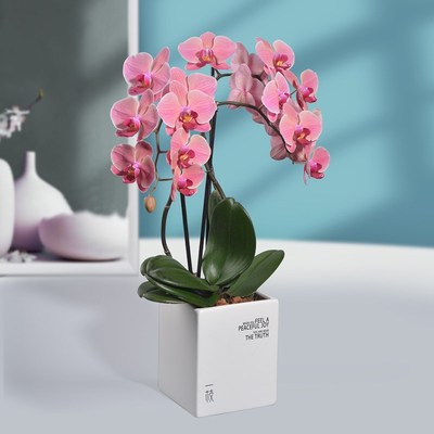 一枝纳博讷蝴蝶兰年宵花带花盆栽鲜花礼品送妈妈教师节礼物花卉