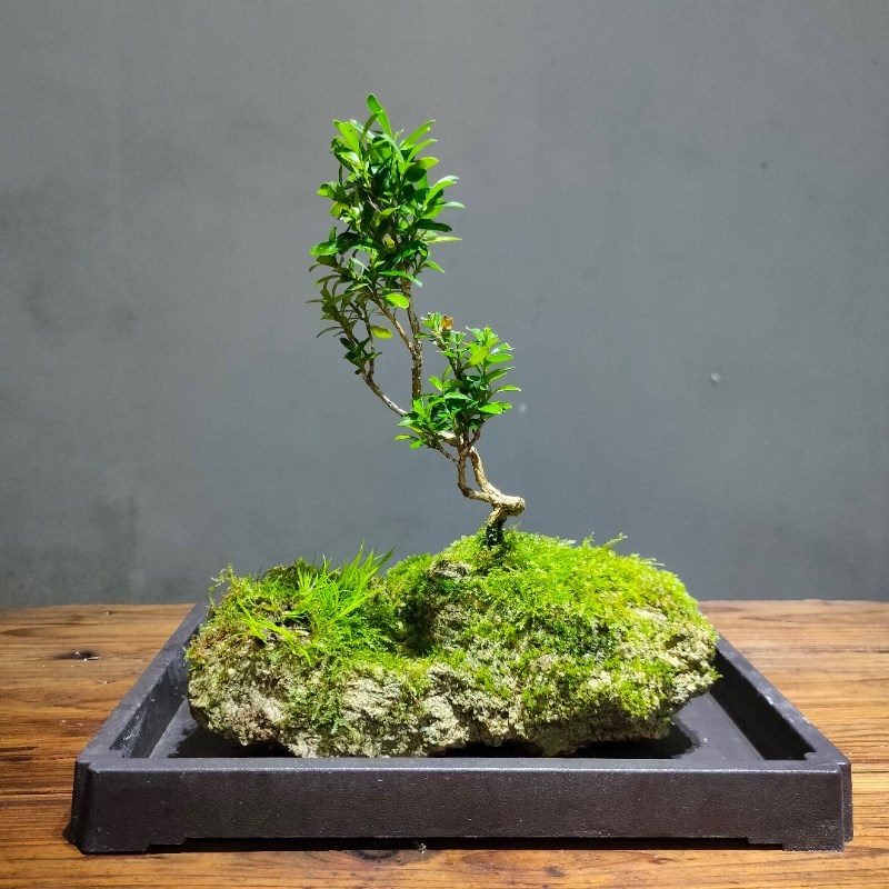 吸水石假山附石菖蒲苔藓微景观办公室桌面水培绿植水陆缸一物一拍
