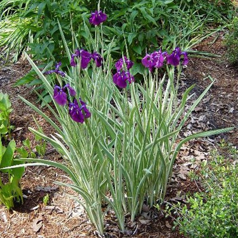 花叶玉蝉盆栽 花镜耐热耐寒植物 花叶菖蒲多年生宿根花卉庭院种植