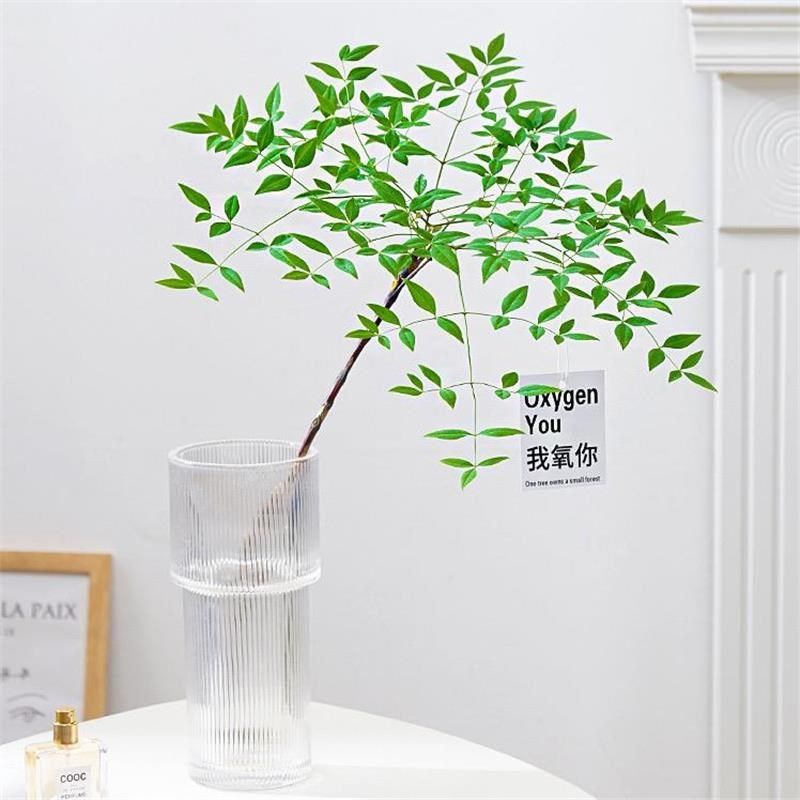 南天竹盆栽水培绿植物火焰红水养室内花卉蓝天竹吊钟马醉木南天竺