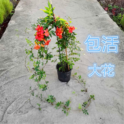 凌霄花炮仗花盆栽花卉庭院阳台林霄 蔓藤 粉色大苗藤紫云爬藤包邮