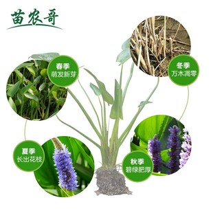 【一件/5棵梭鱼草】梭鱼草庭院水生花卉植物 池塘绿化鱼池植物