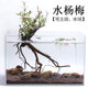 水杨梅水团花鱼缸造景装 饰盘栽景阴性植物水草土培水培绿植易活