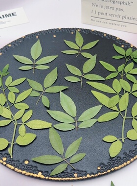 迎春花南木香枝叶压花标本绿色干枝叶押花DIY植物叶子手工材料