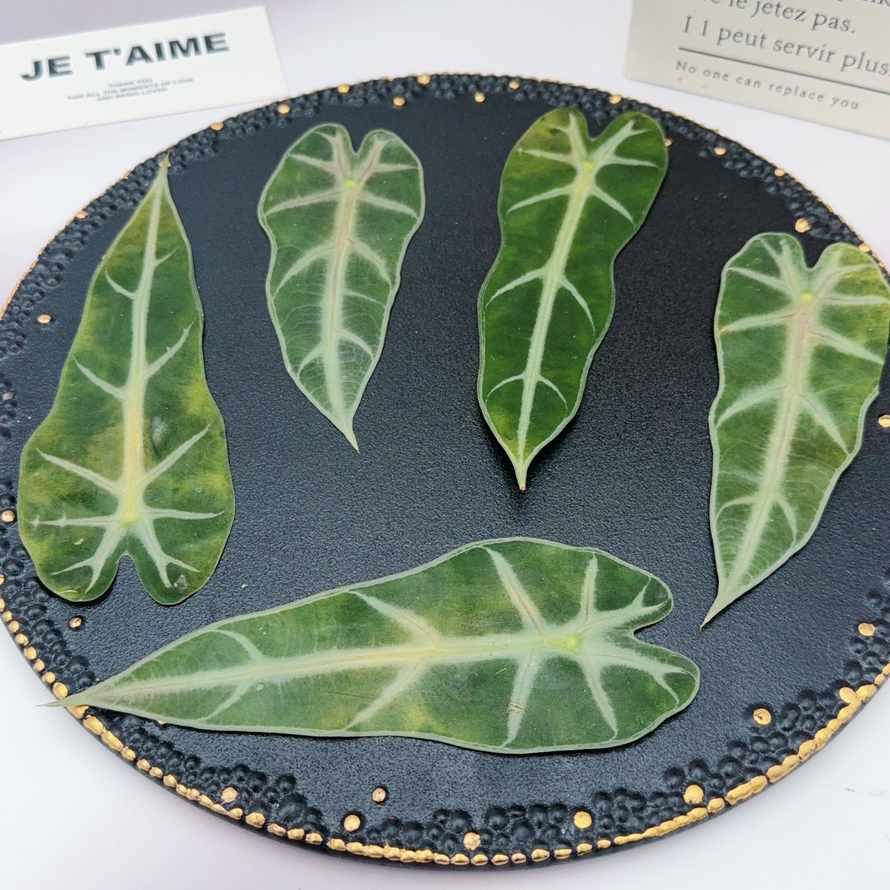 小仙女海芋叶片压花标本白脉箭形特色叶子押花书签天然植物材料图片