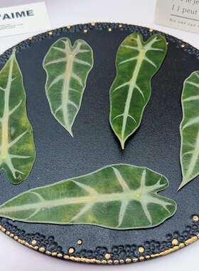 小仙女海芋叶片压花标本白脉箭形特色叶子押花书签天然植物材料