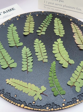 扇叶铁线蕨压花天然蕨类干叶标本DIY滴胶耳环相框植物压花材料