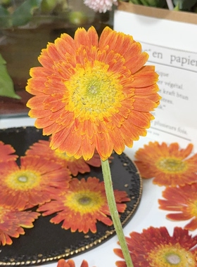 橙色非洲菊押花整朵原色干花滴胶手机壳/团扇/香薰蜡烛手工画花材