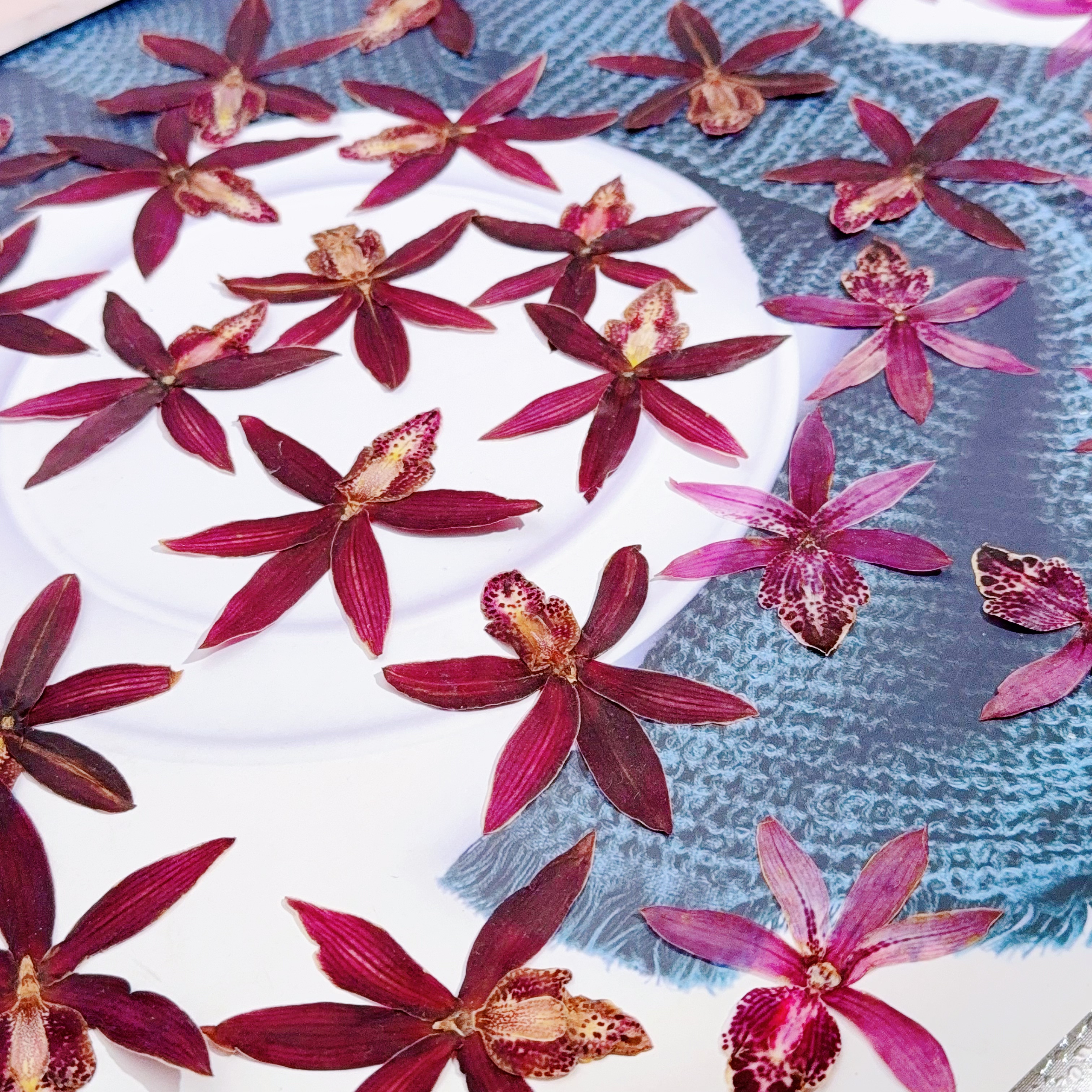 手工压花大花惠兰紫色干花手工作业压花画材料韩国小姐真花标本