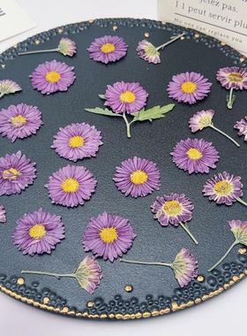 紫色翠菊压花标本天然真花DIY滴胶耳环书签相框手工材料带杆干花