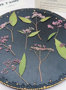 粉花绣线菊压花标本粉紫色簇状小花天然真花DIY滴胶植物压花材料