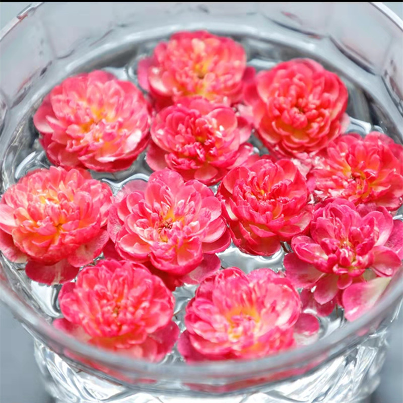 躲躲藏藏捉迷藏月季花苗微型多头玫瑰花室内阳台四季开花好养易活