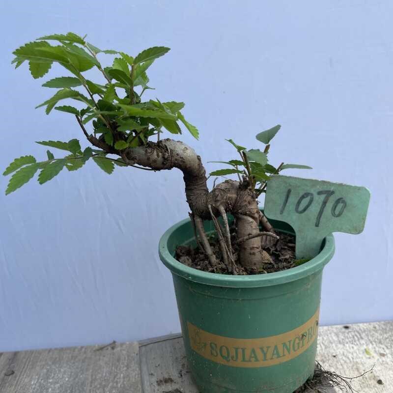 榆树盆景造型春榆盆栽家居喜阳植物阳台绿植庭院景观树桩一物一拍