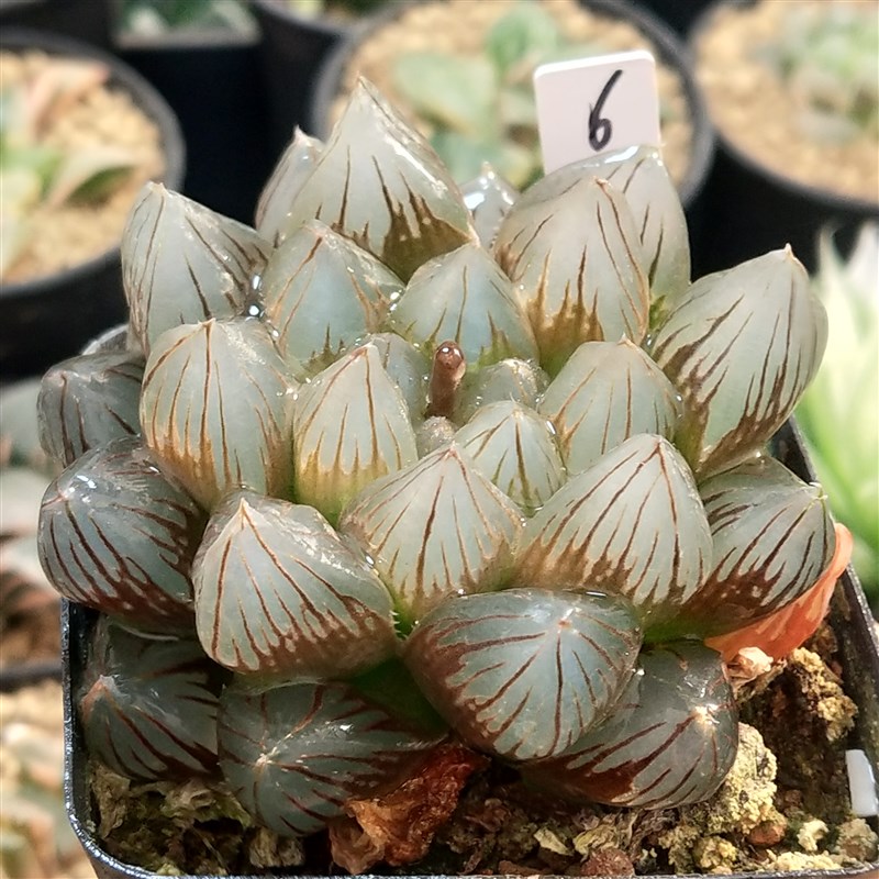 龙爪玉露一物一拍带盆带土发货十二卷多肉植物4月1日更新