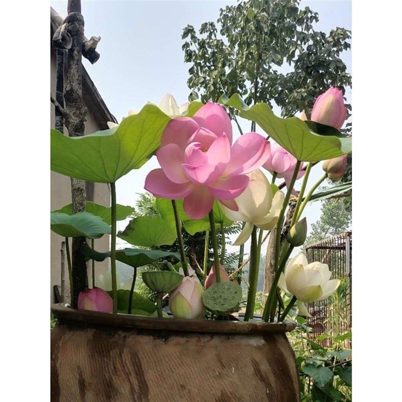 荷花盆栽水养莲藕种苗莲花大型缸养荷花苗睡莲水培植物碗莲种根苗,鲜花速递/花卉仿真/绿植园艺,造型盆景,淘宝优惠券,粉丝福利购,淘宝优惠卷