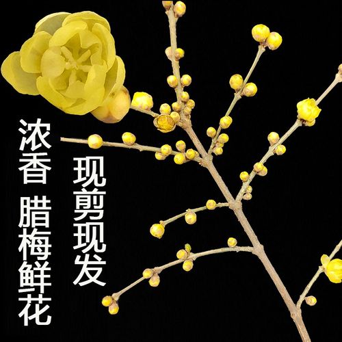 腊梅花枝鲜切花干枝蜡梅花束冬季花卉水培鲜花年宵花带花苞满屋香