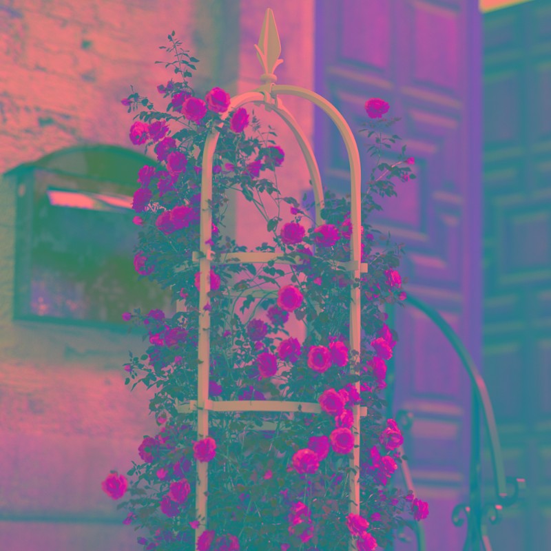 玫瑰花架阳台花卉园艺植物爬藤架花园庭院地面简约绿植月季花支架