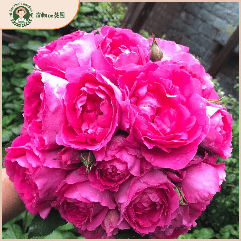 雷叔的花园大游行月季花苗盆栽大花攀援花墙爬藤拱门花架玫瑰花卉