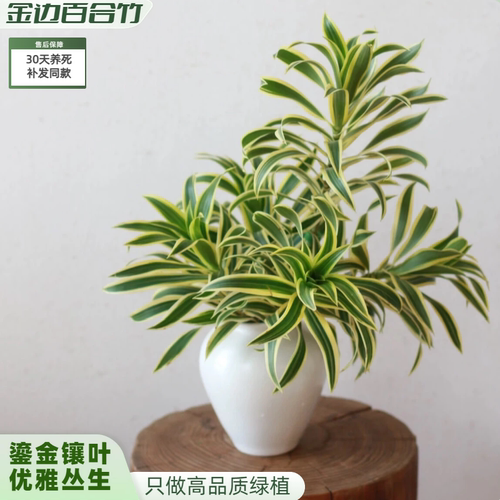 【精品级】金边百合竹绿植盆栽