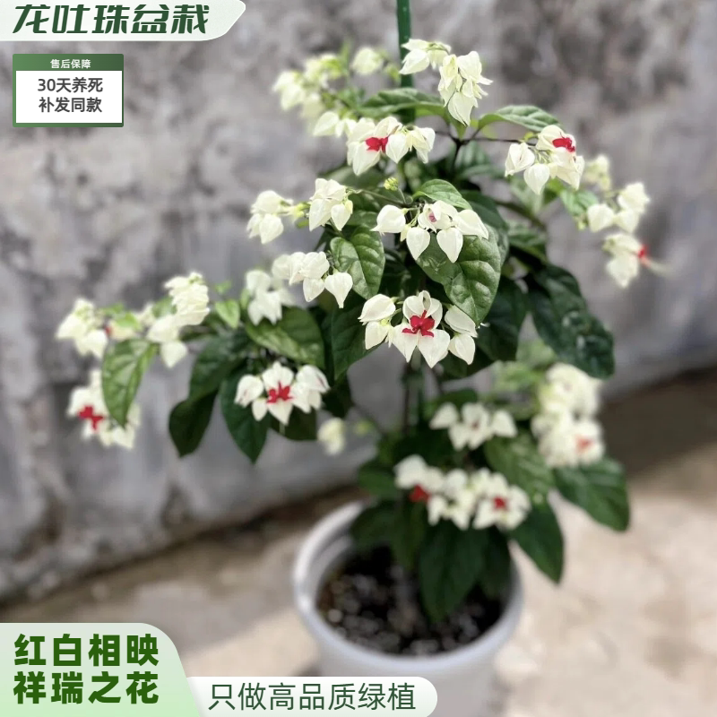 龙吐珠花盆栽室内好养四季开花
