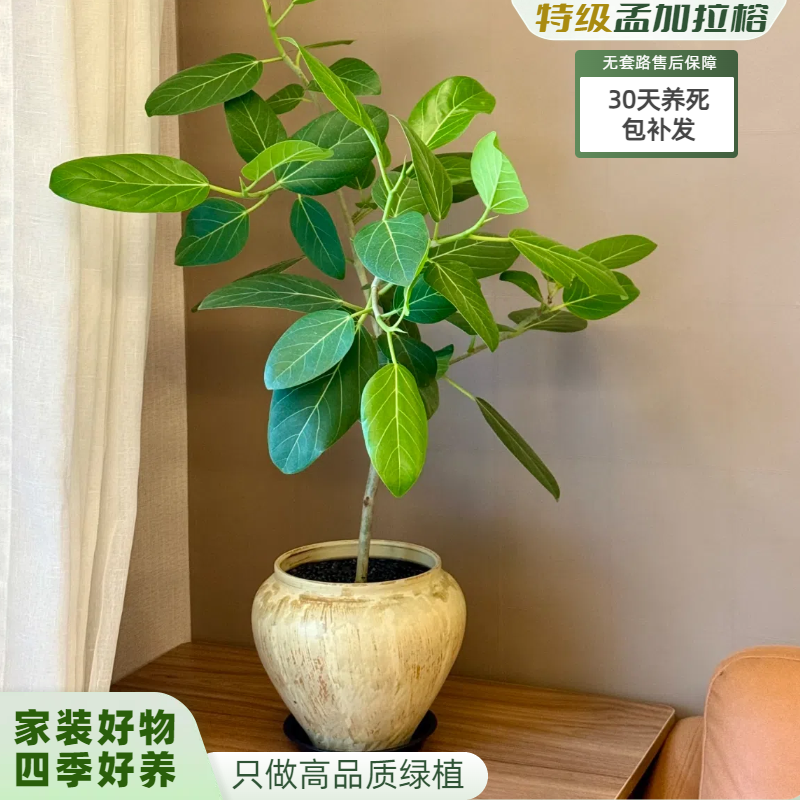 【30天内养死补发】孟加拉榕树