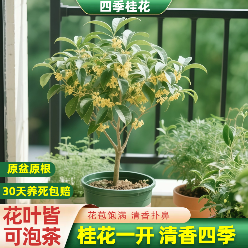 四季桂花树盆栽浓香型室内阳台