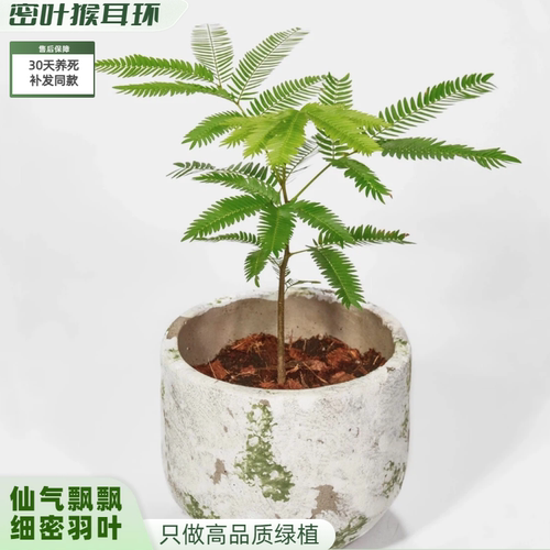 密叶猴耳环仙女树盆栽好养植物