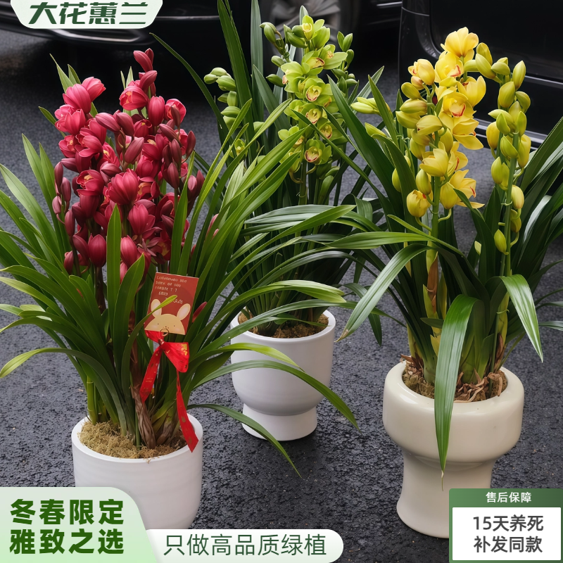 大花蕙兰带花苞花剑年宵花盆栽红袍黄金岁月玉观音兰花送礼好养,鲜花速递/花卉仿真/绿植园艺,国兰/杂交兰/洋兰类,淘宝优惠券,粉丝福利购,淘宝优惠卷