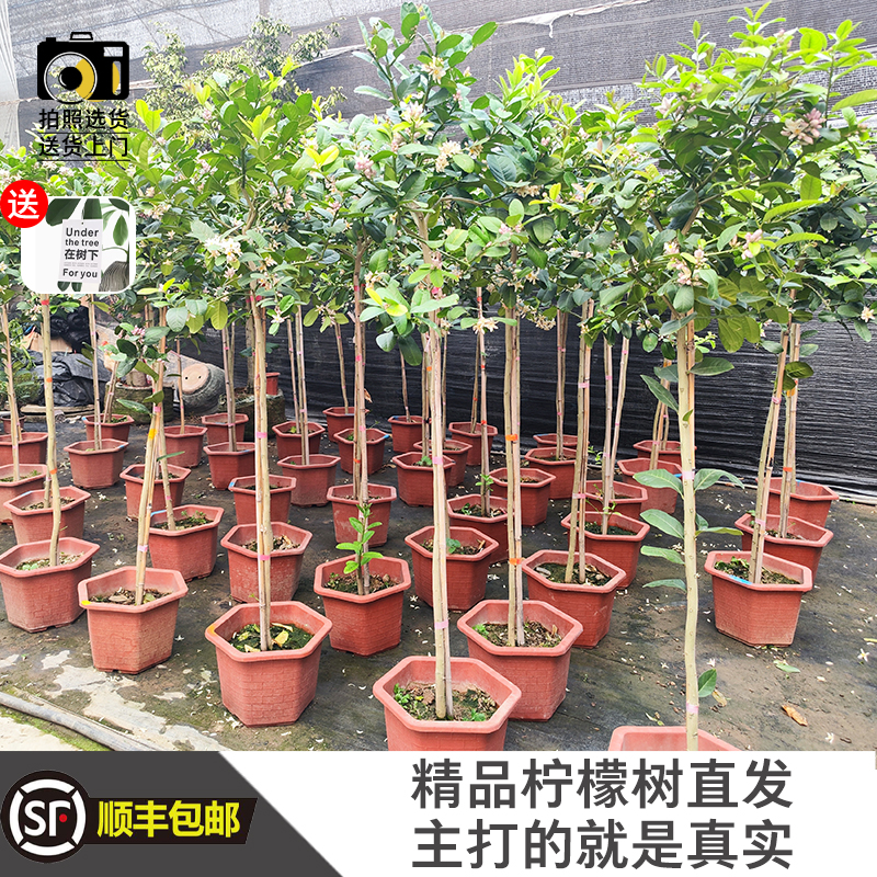 精品广东香水柠檬树盆栽阳台