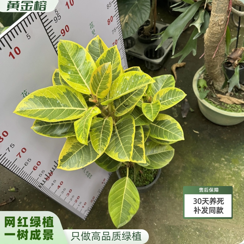 黄金榕盆栽富贵榕树苗室内客厅中小花叶绿植网红款一树成景易养活