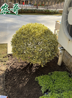 亮晶女贞棒棒糖川金滇蜡树苗小叶柠檬之光冬青先令球庭院花镜植物