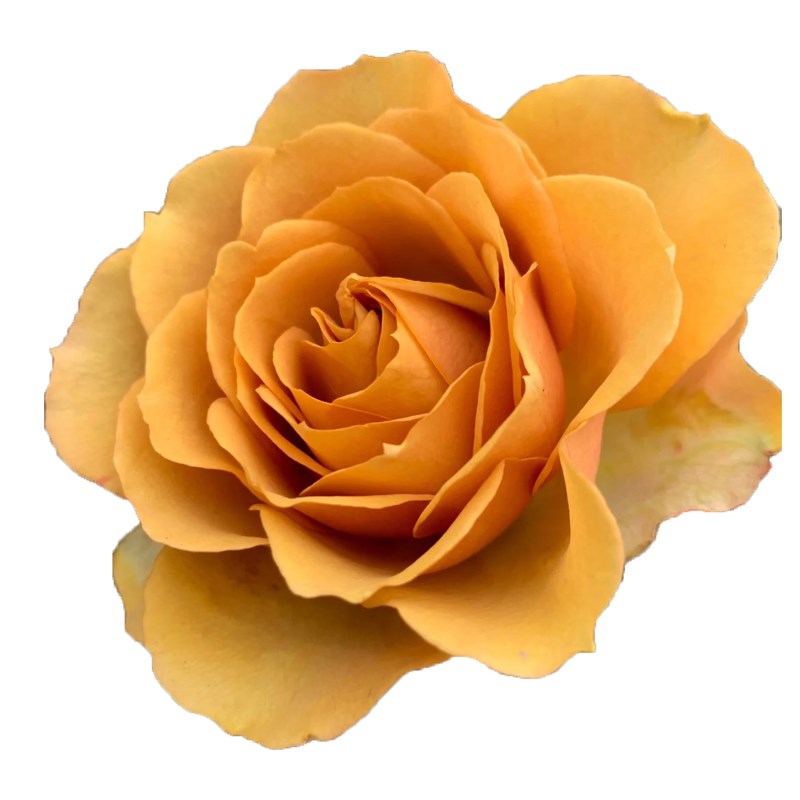 松之梦月季花苗四季浓香灌木大花苗阳台盆栽庭院地栽切花玫瑰欧月