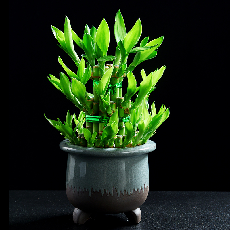 紫砂花盆陶瓷复古中国风绿萝透气盆栽陶土创意大多肉花盆肉肉植物