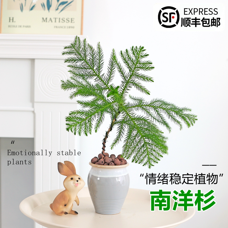 南洋杉盆栽树苗室内客厅桌面好养北欧风植物造型盆景四季常青绿植