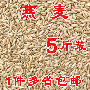 虎皮玄凤牡丹鹦鹉 鸽粮 5斤 燕麦米 包邮 鸟粮 全国20省 鸟食饲料