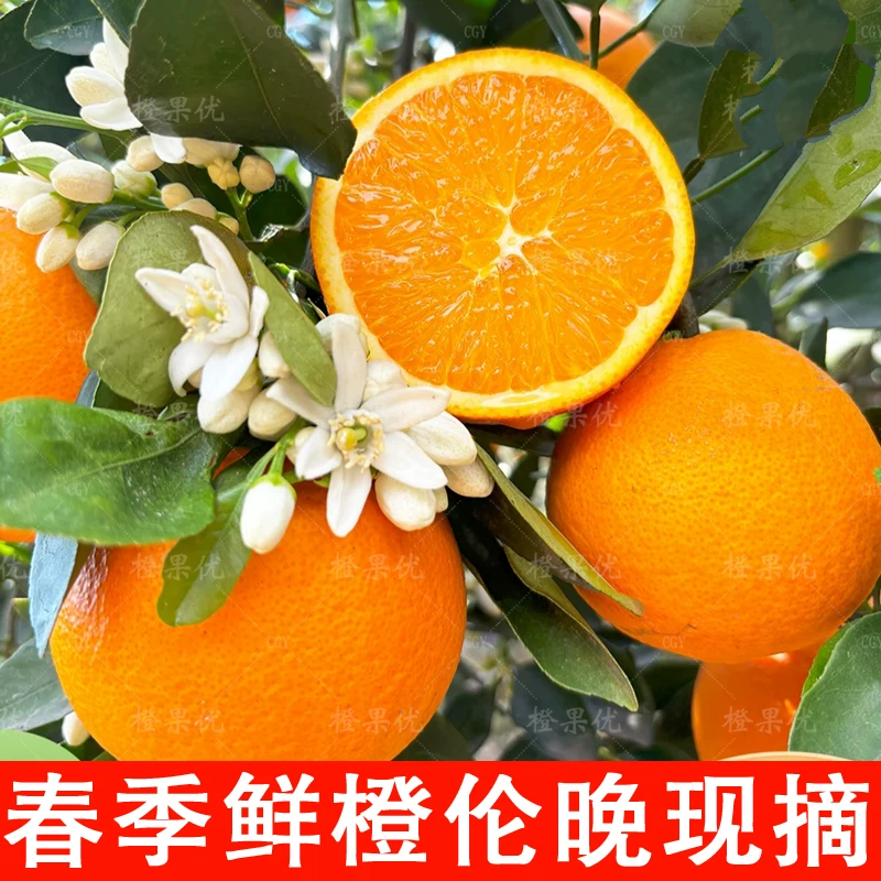 秭归高山伦晚新鲜时令水果包邮湖北宜昌纯甜榨汁当季整箱橙子