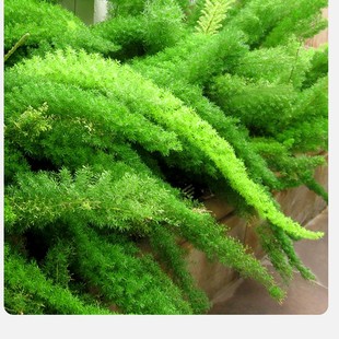 狐尾天门冬盆栽花苗庭院花园绿植四季 常绿除甲醛观叶花镜植物柜台