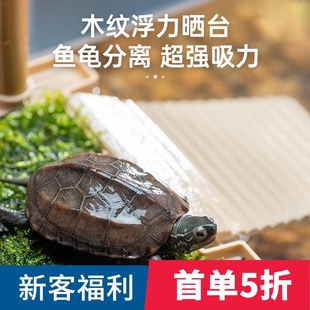 乌龟晒台高水位吸盘漂浮平台草龟水龟缸晒背台仿木纹鱼龟混养浮岛