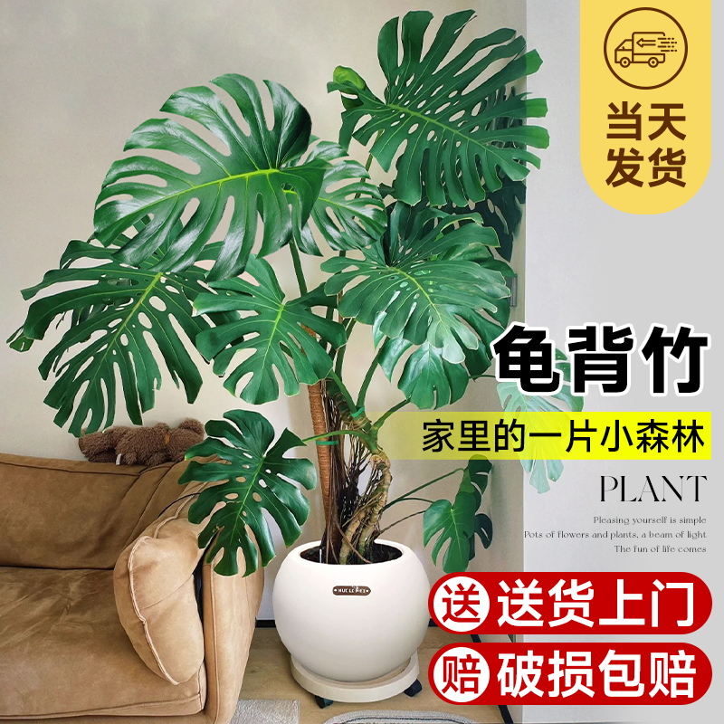 龟背竹老桩绿植客厅大盆栽旺宅大型巨叶落地办公室内龙鳞植物好养