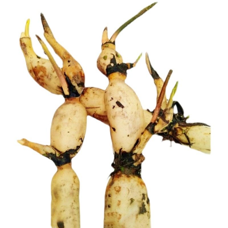 观赏荷花盆栽水养莲藕苗种藕根缸栽睡莲水培植物四季开花卉好养活