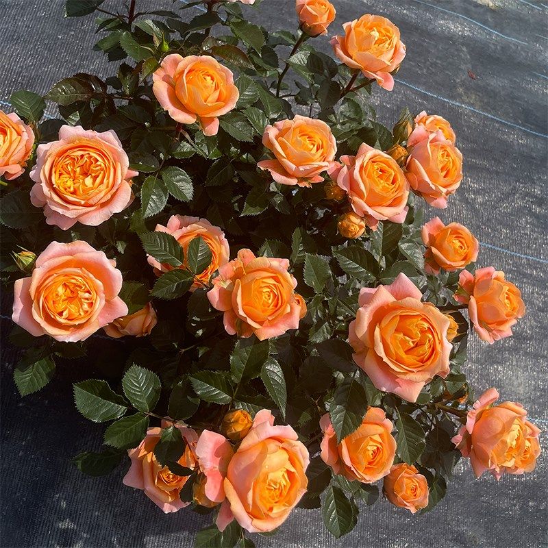惠惠的花园 灌木月季飞橙四季丰花橙色包子庭院阳台盆栽玫瑰,鲜花速递/花卉仿真/绿植园艺,月季/蔷薇/玫瑰,淘宝优惠券,粉丝福利购,淘宝优惠卷