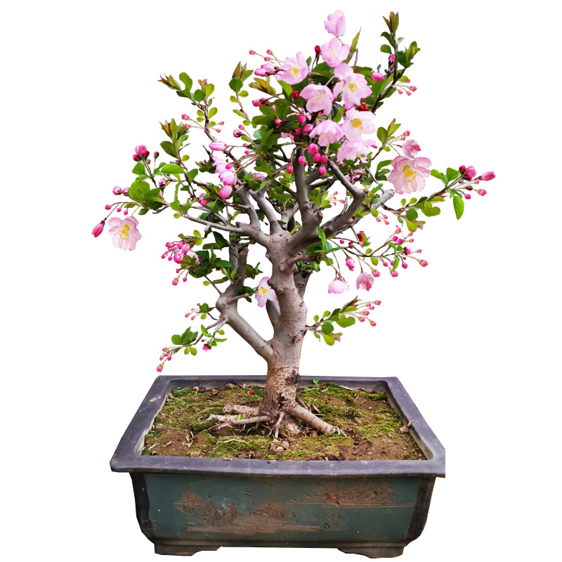 四季海棠花盆栽垂丝海棠树苗盆景老桩阳台庭院好养室内花卉绿植物