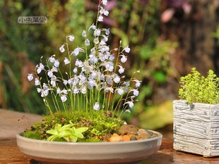 禾叶狸藻小虫草堂植物盆栽小白兔子食虫草蓝挖耳草水养水培生花卉