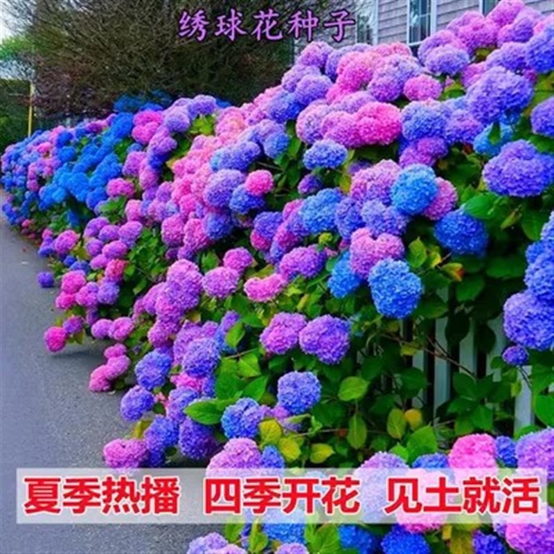 绣球花苗老桩大苗四季开花阳台带花无尽夏庭院耐寒树苗盆栽植物卉