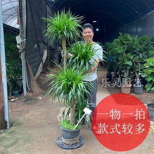 工厂销老桩龙f血树龙须树三头五头多头多叉分枝室内大气高大大型