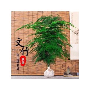 文竹盆栽植物办公室内绿植花卉客厅特大棵文竹苗矮生高端云竹盆景