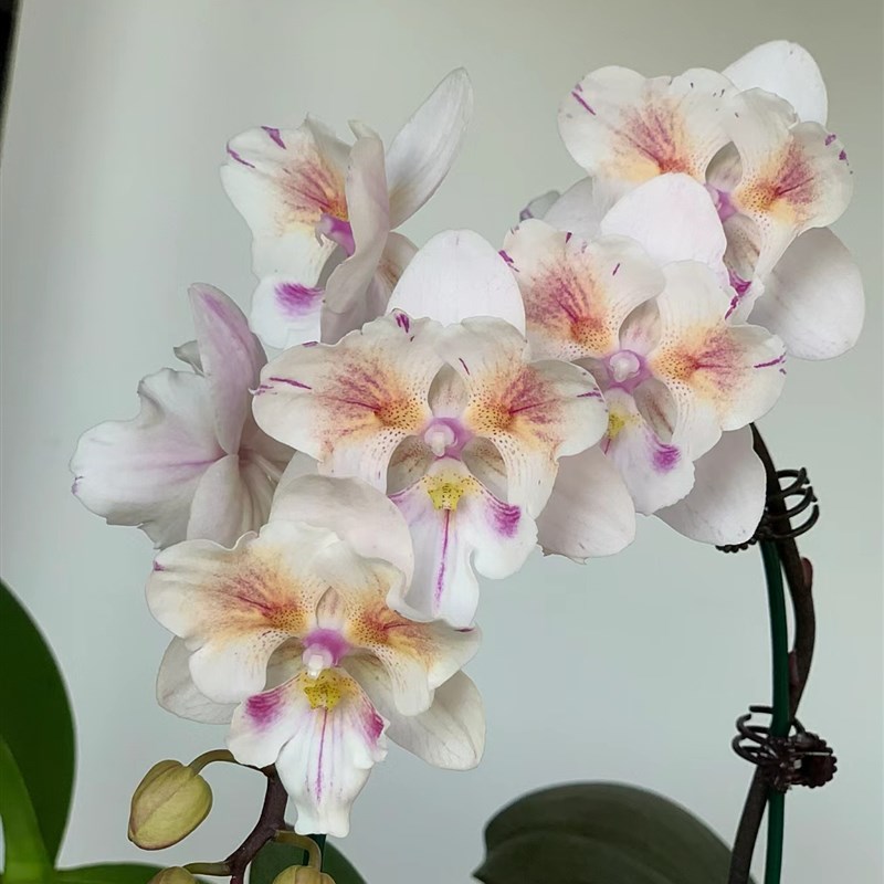 稀有品种:4.0寸杯斯华洛大婚纱苗~有返祖几率(刚升杯根少)