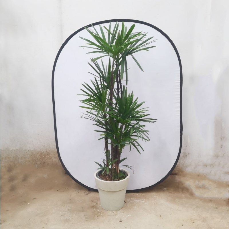 大叶棕竹盆栽室内观叶植物客厅卧室办公室花园庭院阳台别墅大绿植,鲜花速递/花卉仿真/绿植园艺,大型绿植/成品组合盆栽,淘宝优惠券,粉丝福利购,淘宝优惠卷