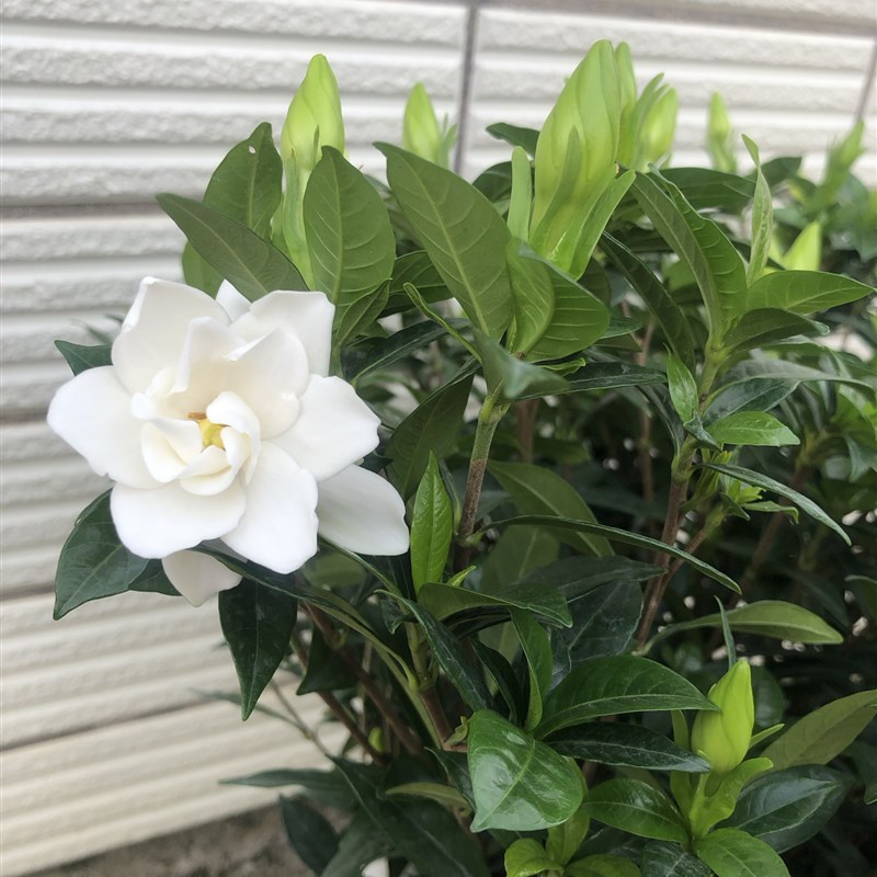 栀子花盆栽花卉室内办公桌植物栀子花苗开花植物净化空气花卉盆栽